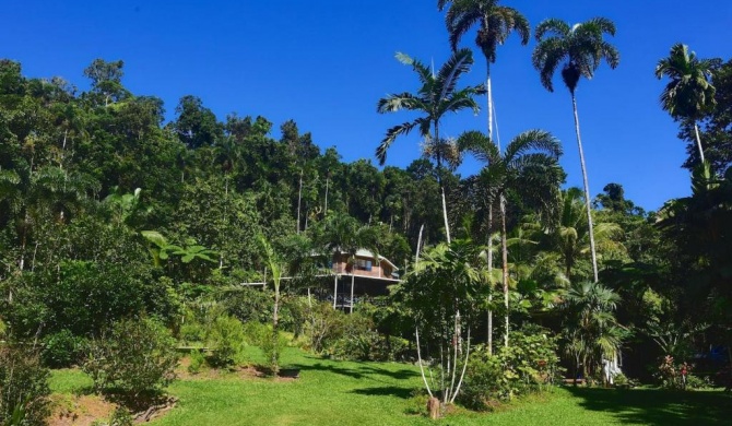 A Daintree Garden