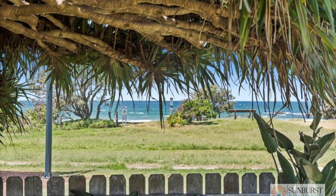 Pandanus on Emerald