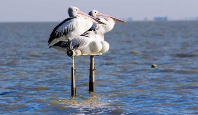 Pelican Perch Retreat